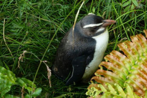 Penguin fast-frusty: nem szabad összetéveszteni az ónával!